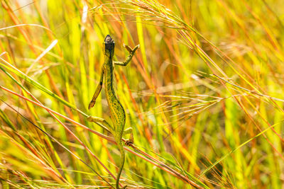 Chameleon climbing in the savanna. ideal for nature, wildlife, and safari projects. 