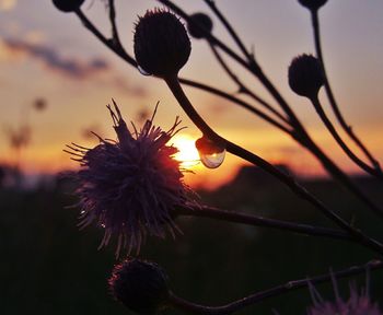 Close-up of flowers against blurred background