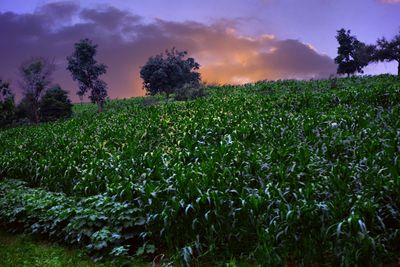 Crops growing on field against sky at sunset