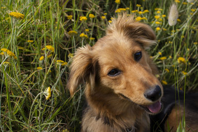 Close-up portrait of dog on grass