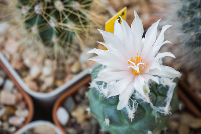 Close-up of white flowering plant