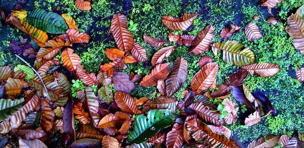 Full frame shot of green leaves