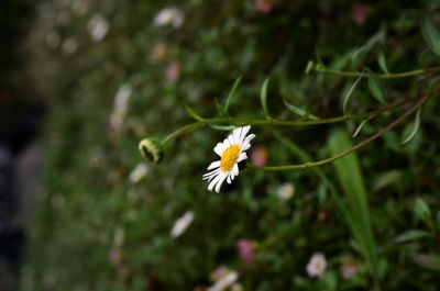 Close-up of white flowering plant