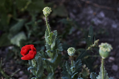 Close-up of rose plant