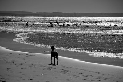 Dog on shore with people enjoying in sea against clear sky