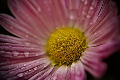 Close-up of wet pink flower