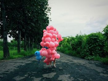 Pink balloons on tree against sky