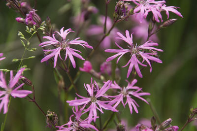 Close-up of pink flowering plants