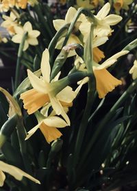 Close-up of flowers blooming outdoors