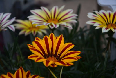 Close-up of orange flowering plants