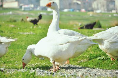 Geese on grassy field