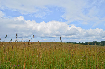 Scenic view of agricultural field against sky