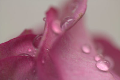 Close-up of pink flower