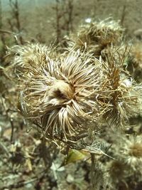 Close-up of plant against blurred background