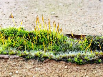 Close-up of plants growing on field