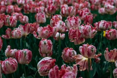 Close-up of pink tulips on field