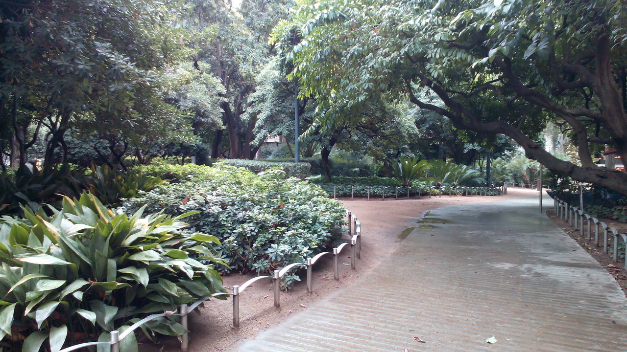 tree, growth, the way forward, plant, nature, green color, footpath, tranquility, beauty in nature, park - man made space, sunlight, tranquil scene, day, outdoors, walkway, leaf, no people, shadow, formal garden, diminishing perspective