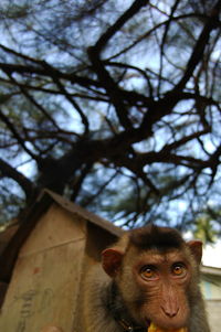 Portrait of a monkey