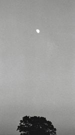 Low angle view of trees against sky