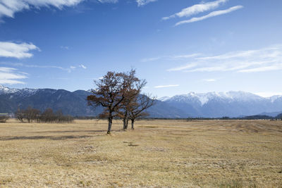 Tree on field against sky