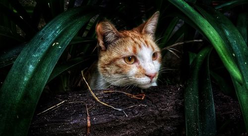 Close-up portrait of a cat