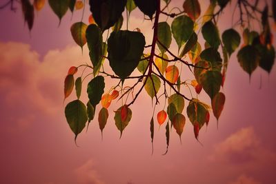 Heart shaped leaves against pink sky