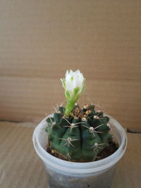 High angle view of potted plant on table