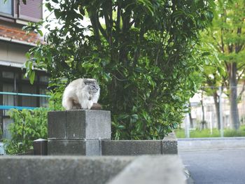 Cat sitting on retaining wall against trees