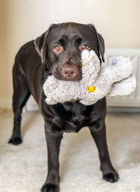 Portrait of dog at home