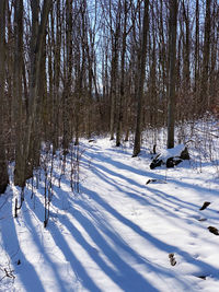 Bare trees on snow covered field during winter