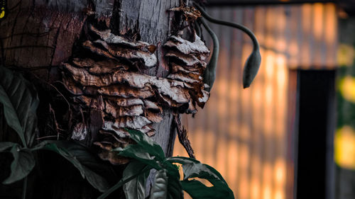 Close-up of dry leaves hanging on tree trunk