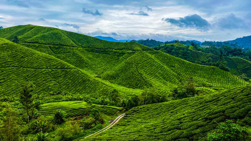 Scenic view of green landscape against sky