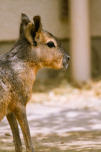 Close-up of an animal