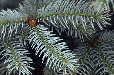Close-up of pine tree branch