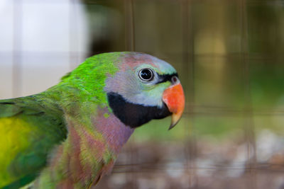 Close-up of parrot perching in cage