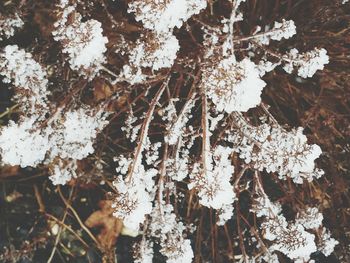 Close-up of tree during winter