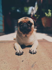 Portrait of dog relaxing outdoors