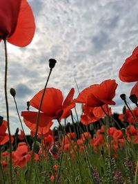 Close-up of red poppies on field against sky