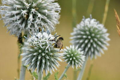 Close-up of bee on flower