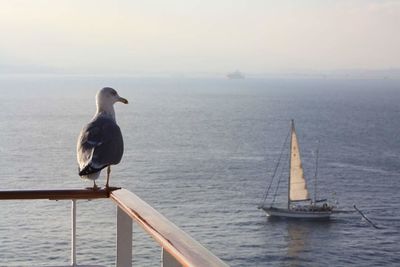 Seagull looking at view