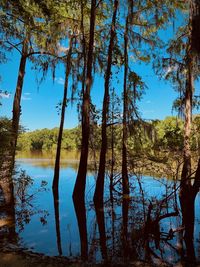 Scenic view of lake against trees in forest