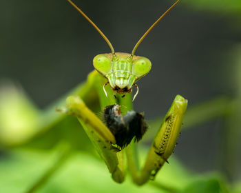 Close-up of insect on leaf