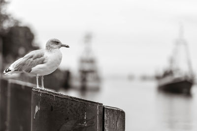 Close-up of seagull perching on water