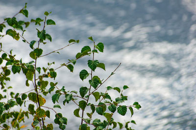 Low angle view of plant