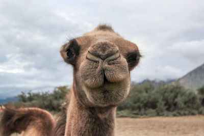 Close-up of camel against sky