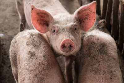 Close-up portrait of pigs