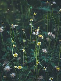 Close-up of flowering plants on field