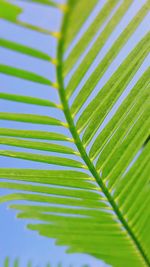 Close-up of palm leaves