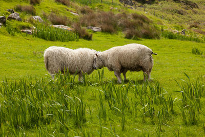 Sheep grazing on field