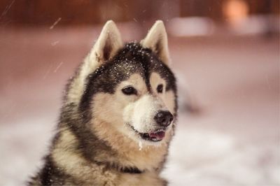 Dog looking away on snow